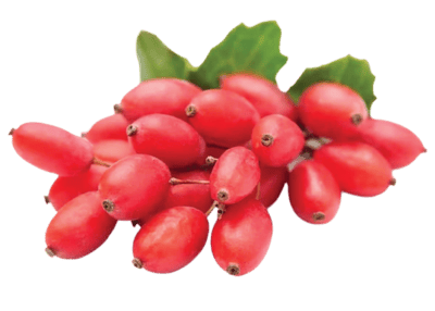 DentaSmile Pro Ingredient Berberine