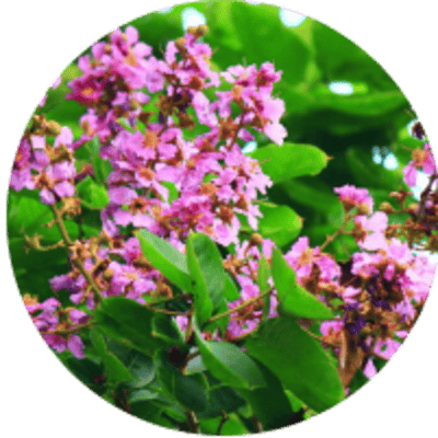 DentaSmile Pro Ingredient Banaba